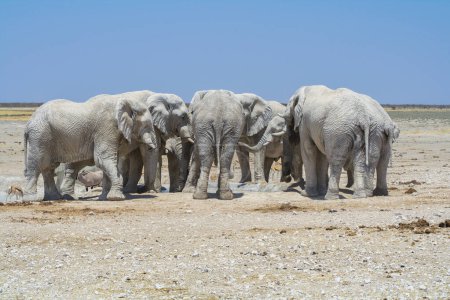 Elephants gathered at a Waterhole in Namibia