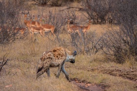 Hyäne auf Impala-Pirsch in Südafrika