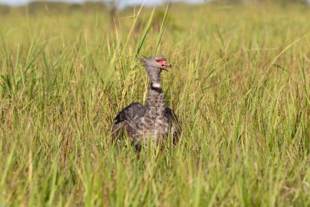 Southern Screamer standing in vibrant green Grassland on a marsh border in the Pantanal in Brazil