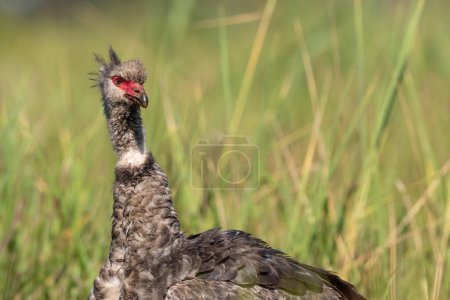 Close Up of a Southern Screamer looking at the camera standing in Grassland in the Pantanal in Brazil