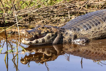 Caiman with mouth open and teeth showing  and its reflection in the water laying down in the shallows of the Cuiaba River in The Pantanal, Brazil
