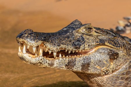 Close Up of a the head of a Caiman with its mouth open and teeth showing laying down on the riverbank in The Pantanal, Brazil, South America