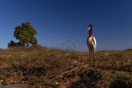 A Jaribu Stork looking at the camera standing at the river's edge against a blue sky background in the Pantanal, Brazil