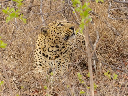 Male Leopard laying down in the undergrowth looking upwards at possible prey,  South Africa