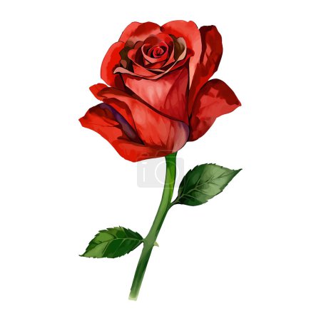 Ilustración de Ilustración floral de flor de rosa roja vector de acuarela para tarjeta de boda - Imagen libre de derechos