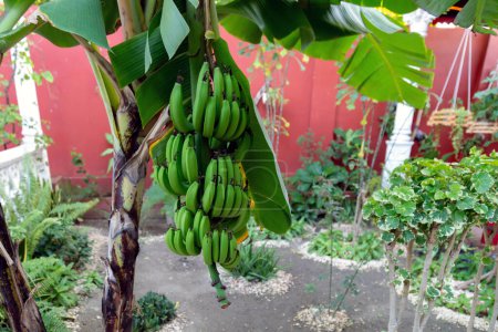 A banana tree in the garden (Holgun, Cuba)