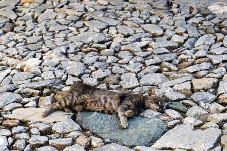 a cat rests on cobblestones