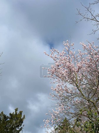 Neue Blüten eines Kirschbaums an der Ostsee in Deutschland