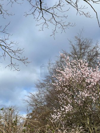 new blossoms of a cherry tree at the Baltic Sea in Germany
