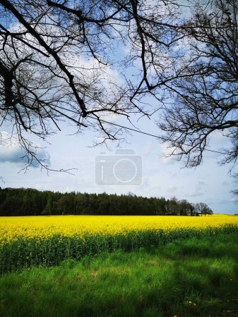 Rape plants in bloom in the fields in spring in northern Germany