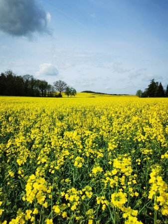 Rapspflanzen blühen im Frühjahr auf den Feldern in Norddeutschland