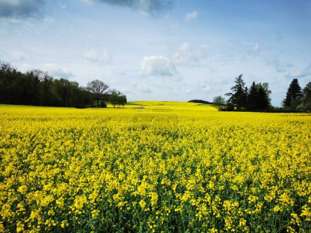 Rape plants in bloom in the fields in spring in northern Germany