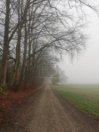 matin brumeux dans les bois dans le nord de l'Allemagne
