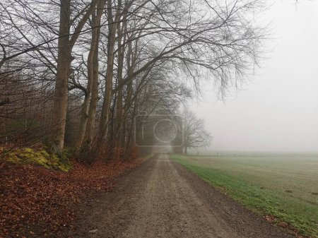 foggy morning in the woods in the north of Germany