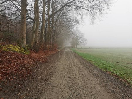 matin brumeux dans les bois dans le nord de l'Allemagne