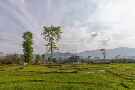 a green rice field near the city of Pokhara in Nepal