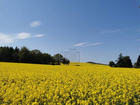 Plantes de colza en fleurs dans les champs au printemps dans le nord de l'Allemagne