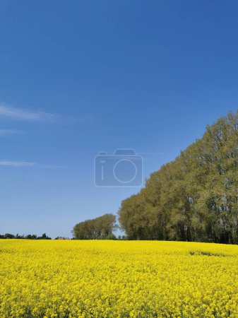 Plantes de colza en fleurs dans les champs au printemps dans le nord de l'Allemagne