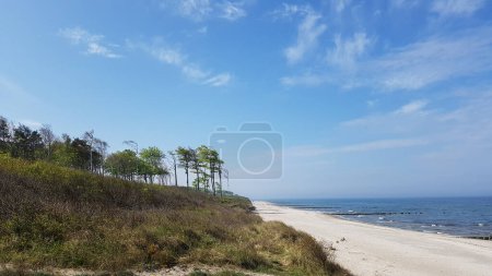 Windgebeutelte Bäume am Strand in Norddeutschland, nahe der Stadt Rostock