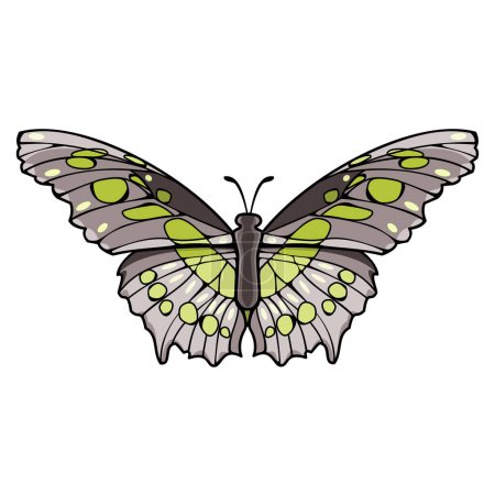 La malaquita es una mariposa neotropical con patas de pincel. Ilustración vectorial
