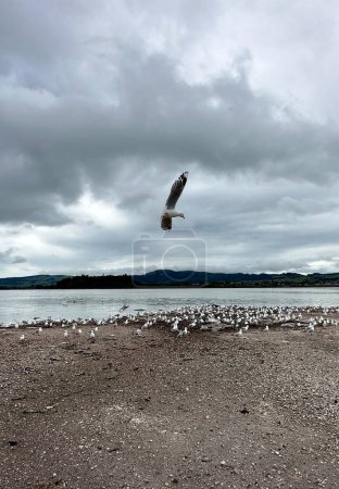 seagulls flying, Lake Rotorua, New Zealand