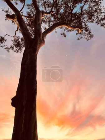 Baumzweige im Wald, Flora und Fauna, Noosa, Queensland, Australien