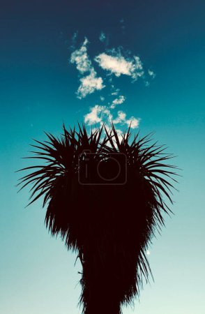 Cabbage tree silhouette with clouds above it, New Zealand