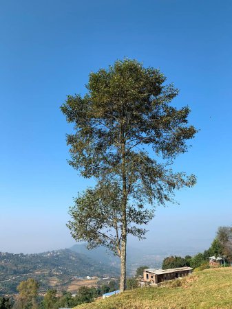 Pine tree, Nagarkot, Nepal
