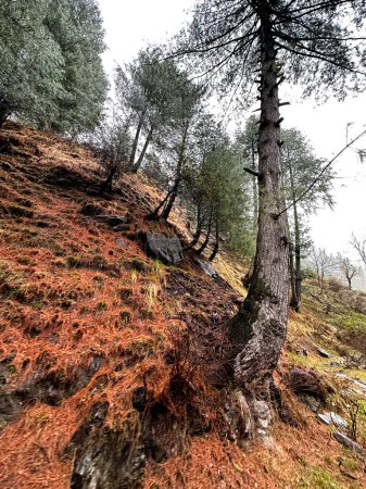 a vertical shot of a pine tree with a forest on it, wide angle, Khyber Pakhtunkhwa, Pakistan