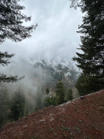 Photo for Beautiful view in the forest of fog in the mountains, Khyber Pakhtunkhwa, Pakistan - Royalty Free Image