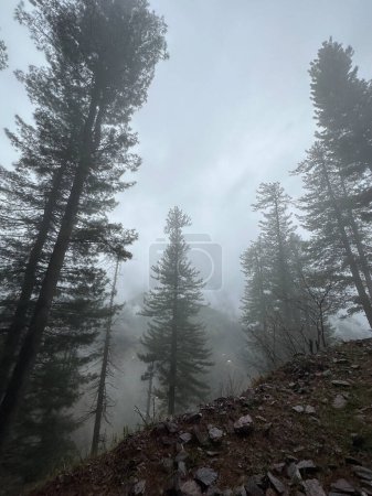 Fog amongst pine trees, Khyber Pakhtunkhwa, Pakistan