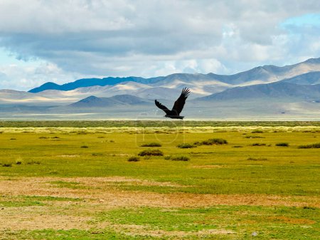 a black vulture flying over the mountains of Tov, Mongolia