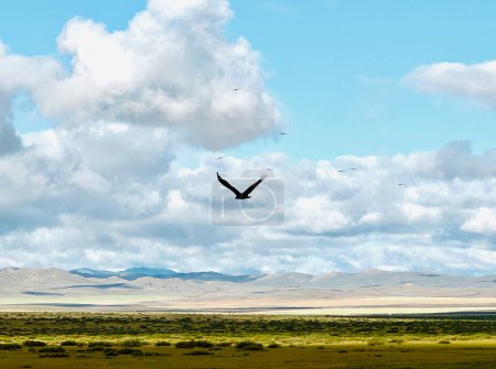 Black vulture flying in the mountains, Tov, Mongolia