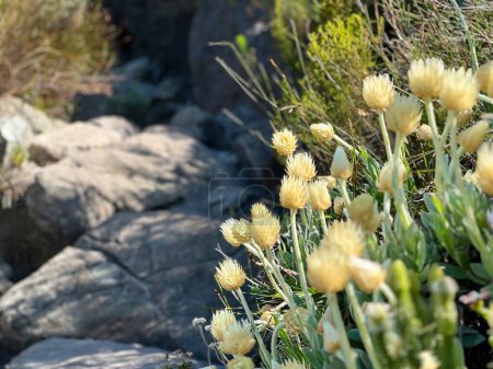 wunderschöne Blumen auf dem Tafelberg, Kapstadt, Westkap, Südafrika