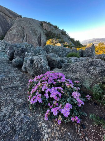 hermosa vista de las flores en las montañas, Paarl Mountain, Western Cape, Sudáfrica