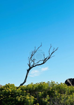 árbol en un paisaje de montaña, Paarl Mountain, Western Cape, Sudáfrica