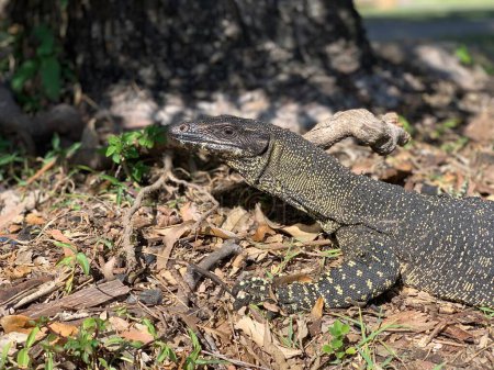 Goanna Lizard detail, Sunshine Coast, Queensland, Australia