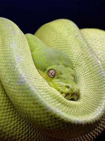 close up view of Green tree python