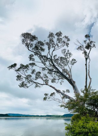 tree on the lake with the clouds, Lake Rotorua, New Zealand