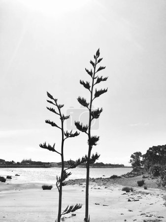 Flax flowers on the beach, Waitara Beach, Taranaki, New Zealand in black and white