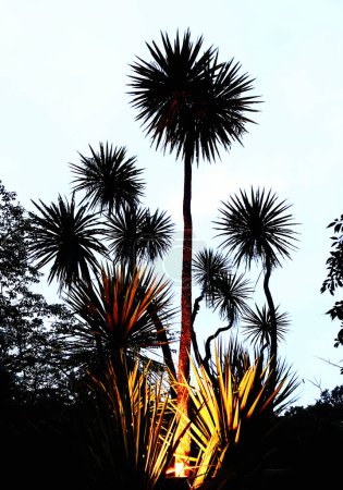 Árbol de col tropical en Pukekura Park, New Plymouth, Taranaki, Nueva Zelanda