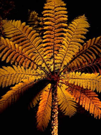 Foto de Hoja de helecho, flora y follaje, Fern Tree, New Plymouth, Taranaki, Nueva Zelanda - Imagen libre de derechos