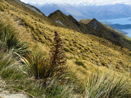 Photo for Landscape of new zealand alps, Roy's Peak Track, Wanaka, New Zealand - Royalty Free Image