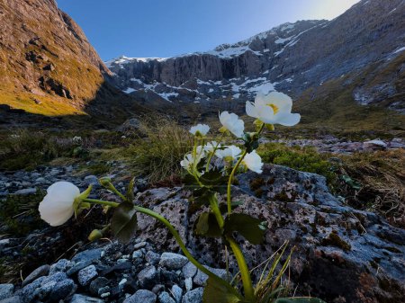 Blumen auf der Gertrude Sattelwanderung, Fiordland National Park, Südinsel, Neuseeland
