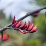 beautiful botanical shot of Red Flax flowers, natural wallpaper, Christchurch, New Zealand