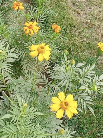 This is a pic of yellow daisy flowers.