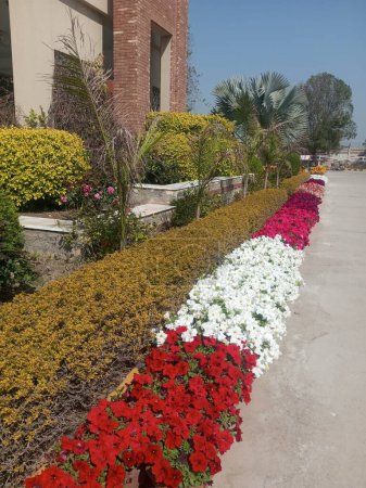 This is a pic of beautiful Poppy flowers beds outside a building.