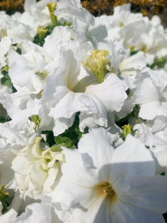 Esta es una foto de hermosas flores blancas de amapola.
