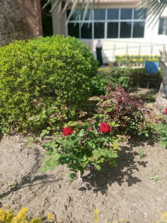 Esta es una foto de una hermosa planta de rosas fuera de un edificio.