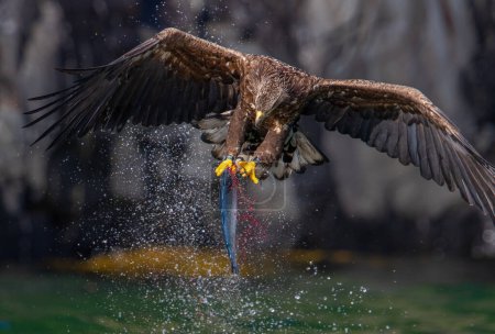 Téléchargez les photos : Pêche de l'aigle à la surface de l'eau - en image libre de droit